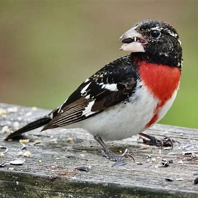 Why is it called grosbeak?