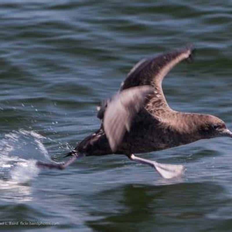 Why is it called shearwater?
