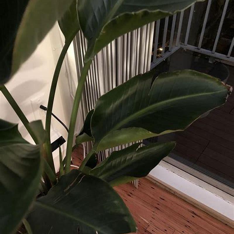 Why is my bird of paradise leaves splitting and curling? - DIY Seattle