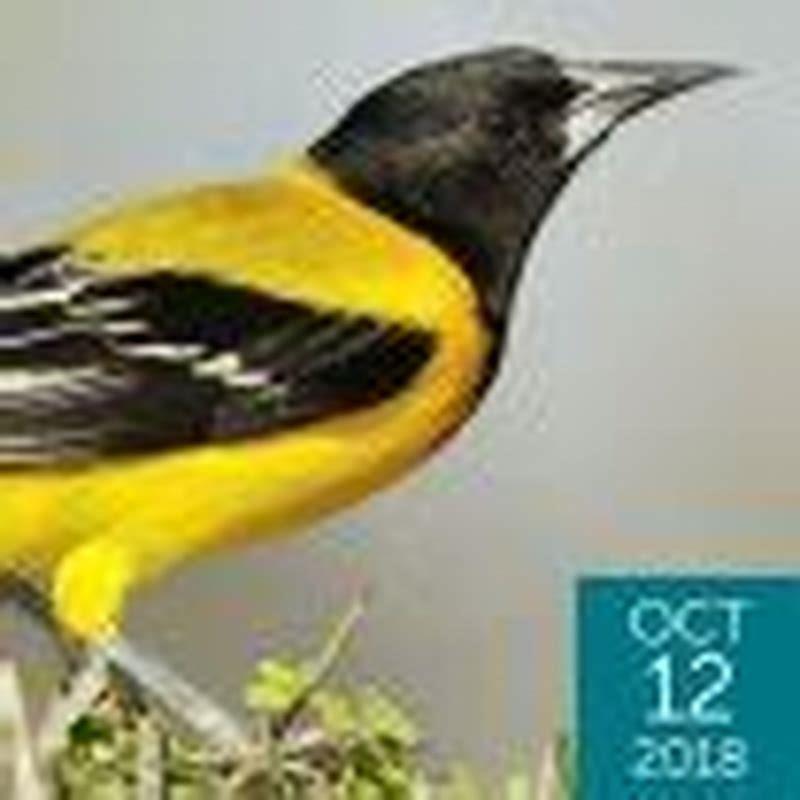 Why is the Bendire’s Thrasher endangered?