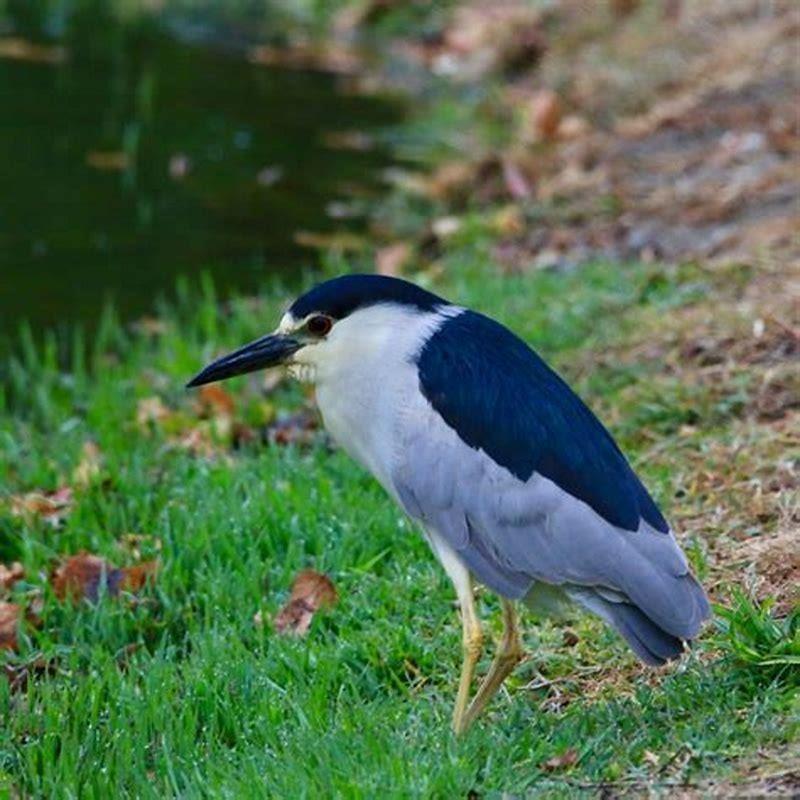Why is the black-crowned night heron important?