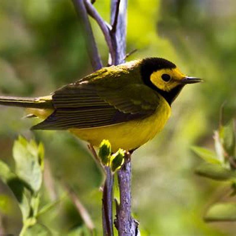 Why is the Canada Warbler at risk?
