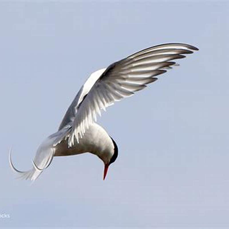 Why is the Elegant Tern endangered?