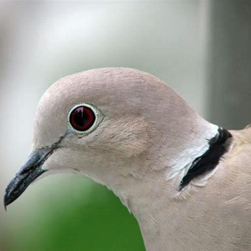 Why is the Eurasian collared dove a problem?