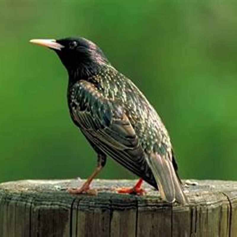 Why is the European starling a problem?