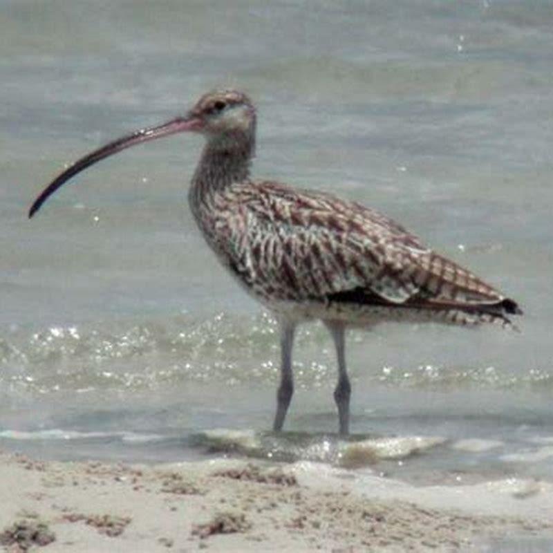 Why is the far eastern curlew endangered? - DIY Seattle