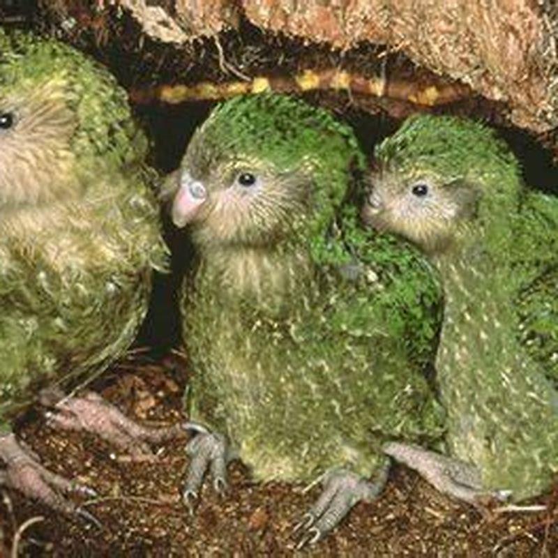 Why is the kakapo important?