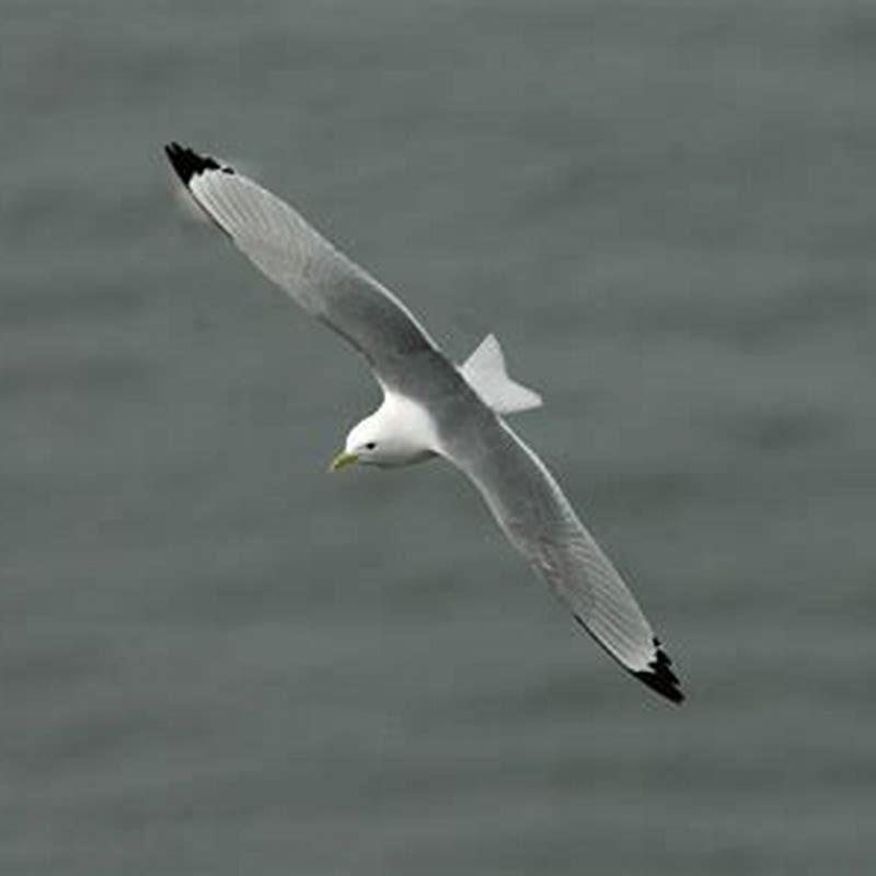 why-is-the-kittiwake-endangered-diy-seattle