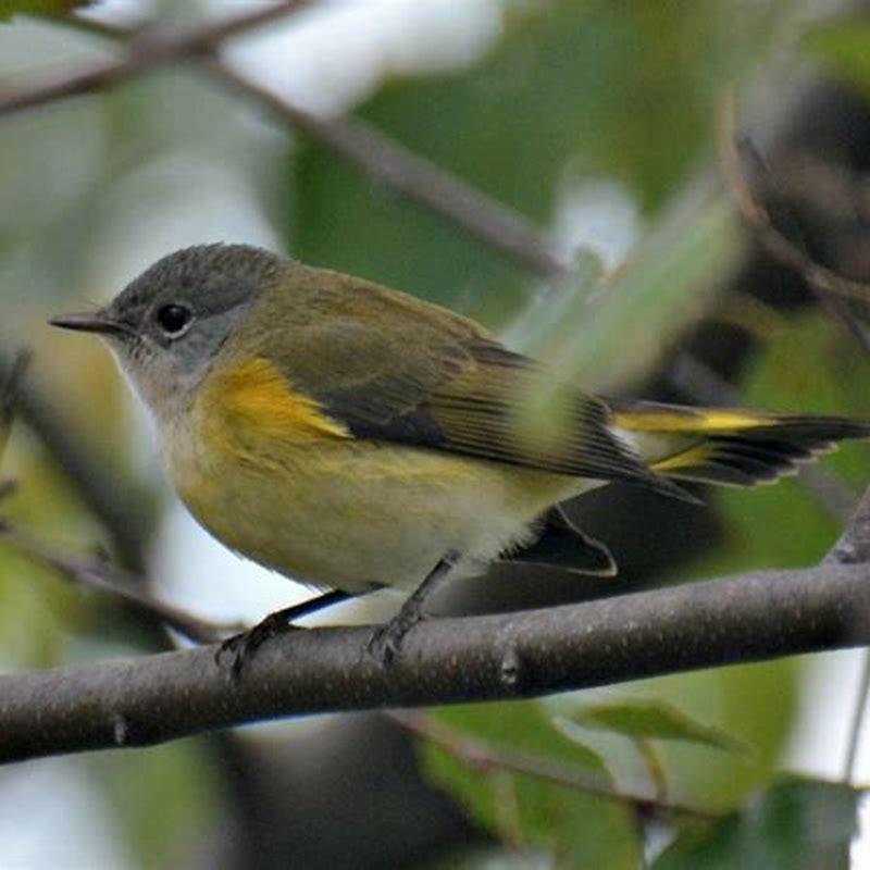 why-is-the-redstart-called-a-redstart-diy-seattle