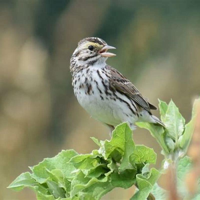 Why is the Savannah Sparrow endangered? - DIY Seattle