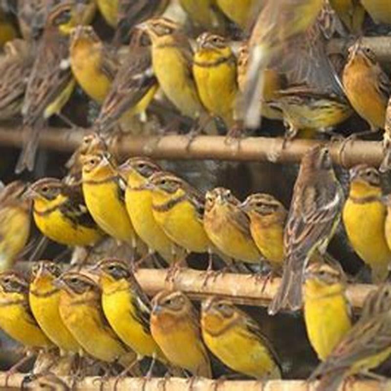 Why is yellow breast bunting in danger of extinction?