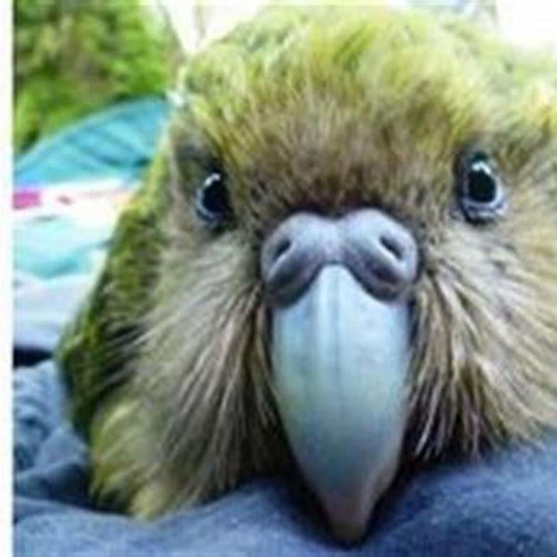 Why should we save the kakapo?