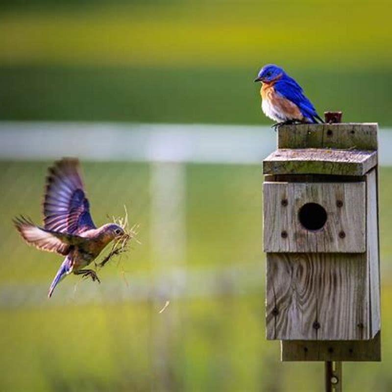 Why won’t the birds use my birdhouse?