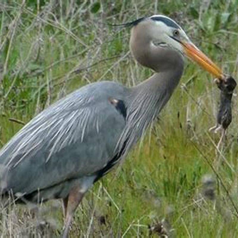 Will a heron eat a dog?