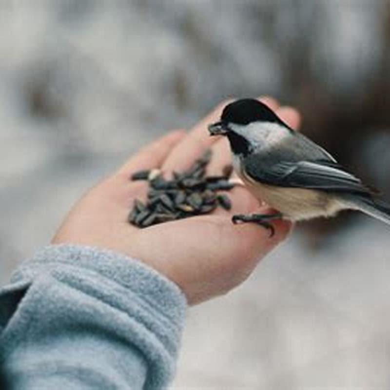 Will birds eat whole sunflower seeds? DIY Seattle