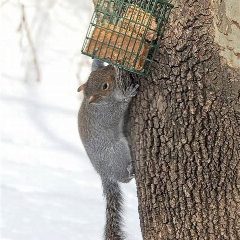 Will squirrels eat suet? DIY Seattle