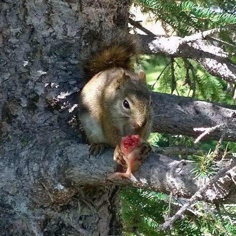 Will squirrels kill baby birds?