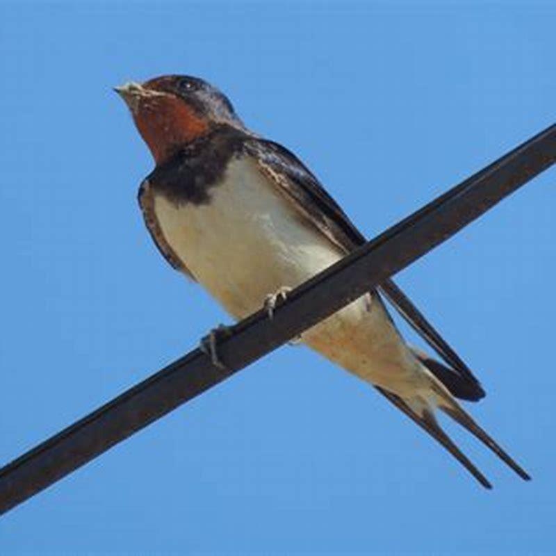 Are barn swallows good to have around?