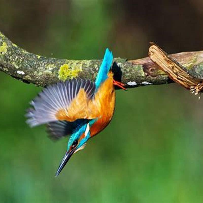 Are birds and fish closely related?