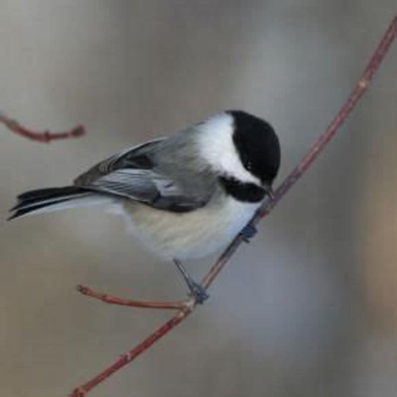 Are birds happy when they chirp? - DIY Seattle