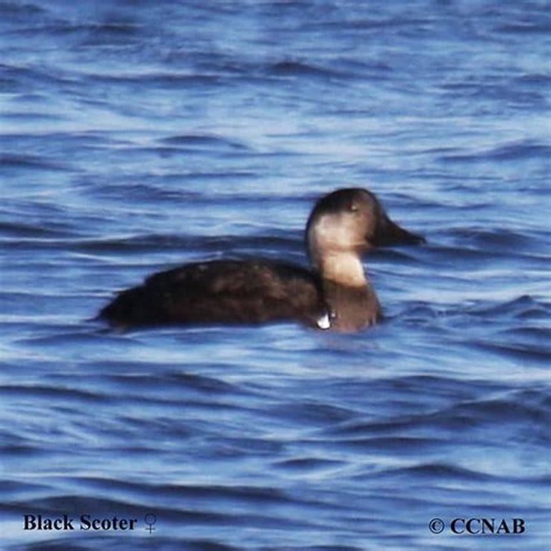 Are black scoters endangered?