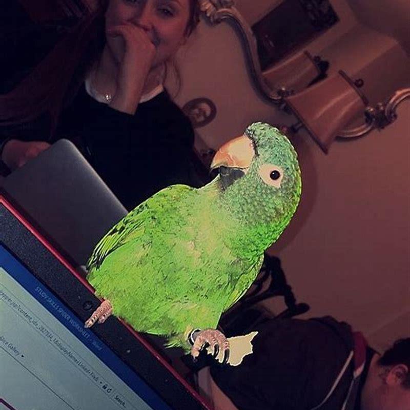 Are blue crown conures cuddly?