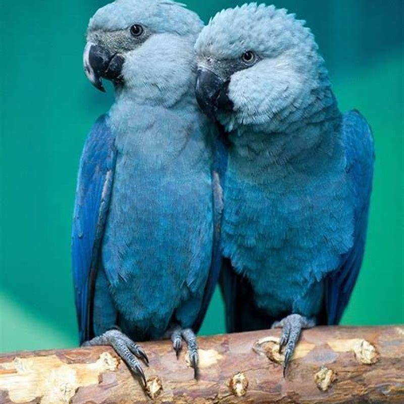 Are blue macaws extinct?