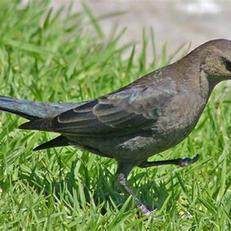 Are Brewers blackbirds aggressive?