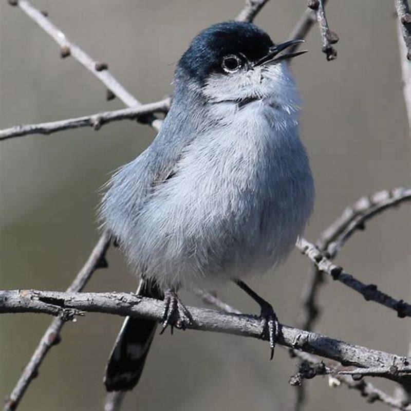Are California gnatcatcher endangered?