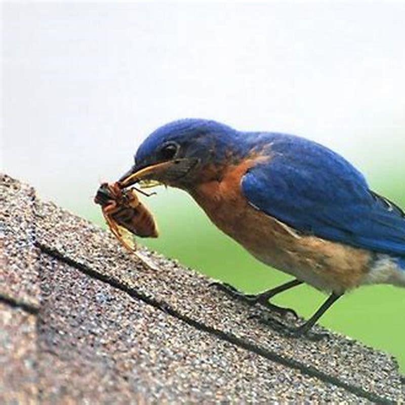 Are cicadas harmful to birds?