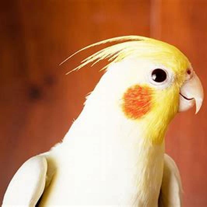 Are cockatiels good family pets?
