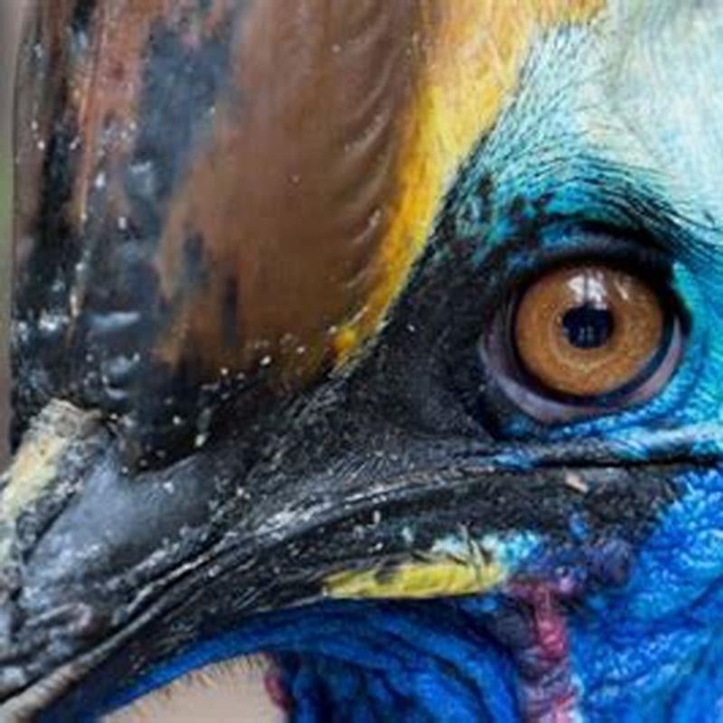 Are dinosaurs the same as birds?