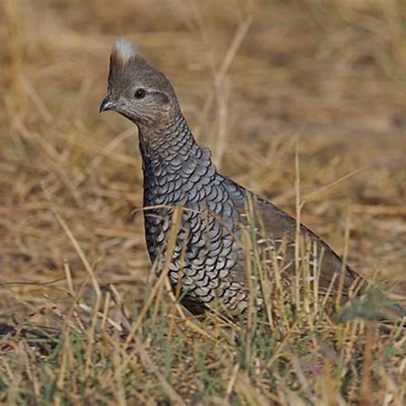 Are Dove upland game birds?