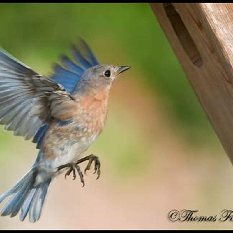Are Eastern Bluebirds aggressive?