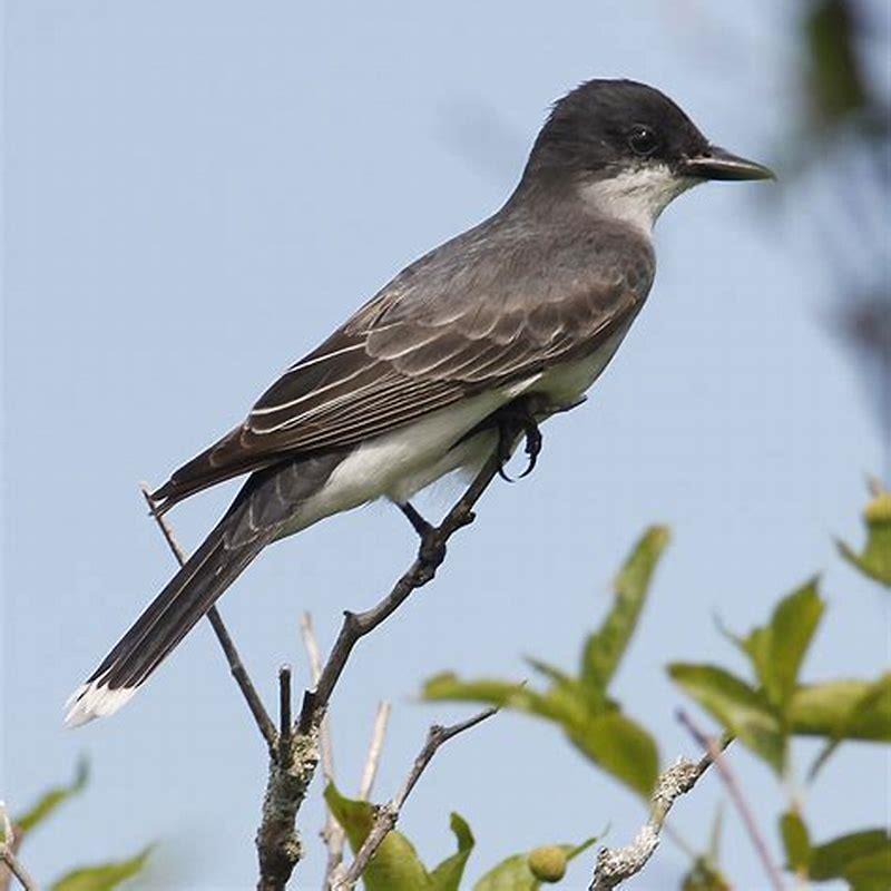 Are eastern king birds rare?