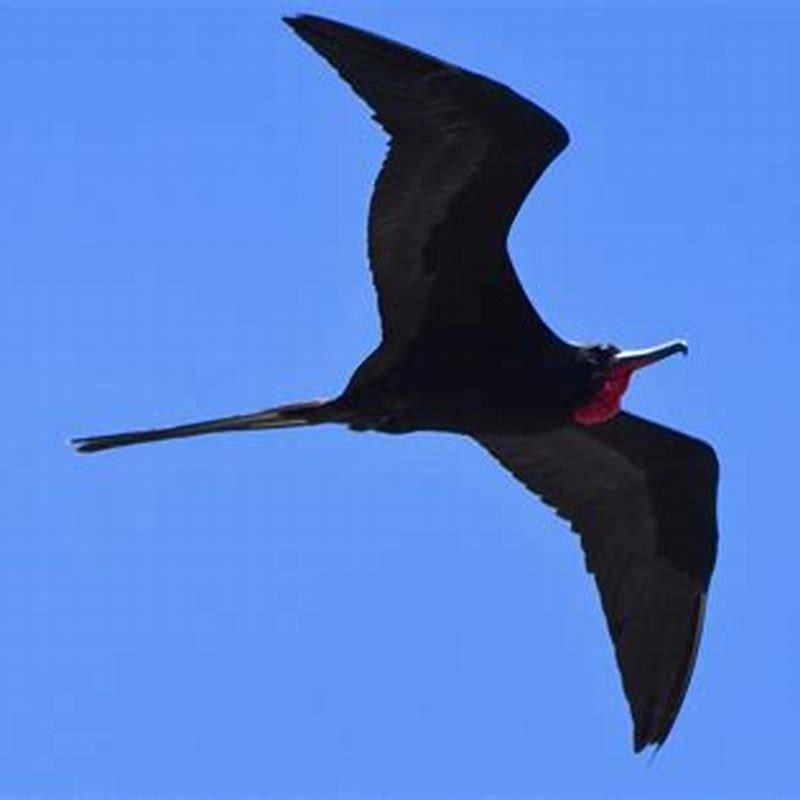 Are frigate birds in Florida?