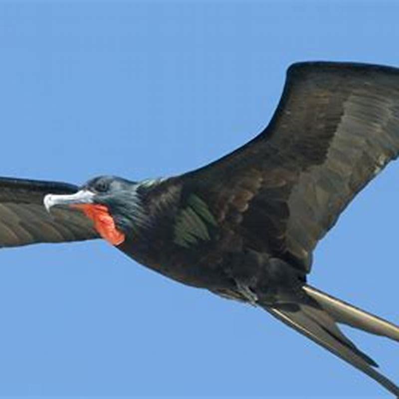 Are Frigate Birds Scavengers DIY Seattle are-frigate-birds-scavengers-diy-seattle