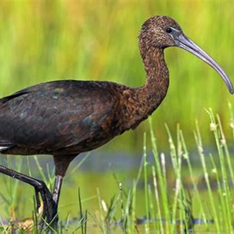 Are Glossy Ibis rare?
