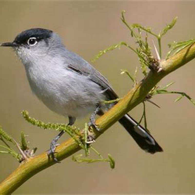 Are gnatcatcher protected?