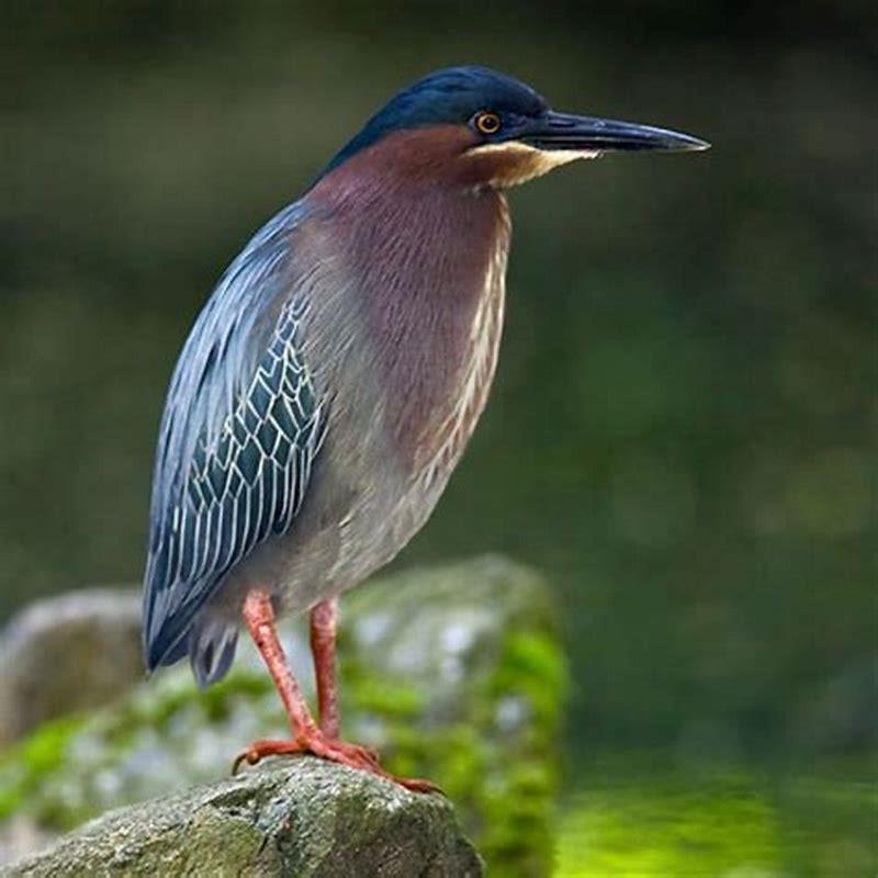 Are green heron carnivores?