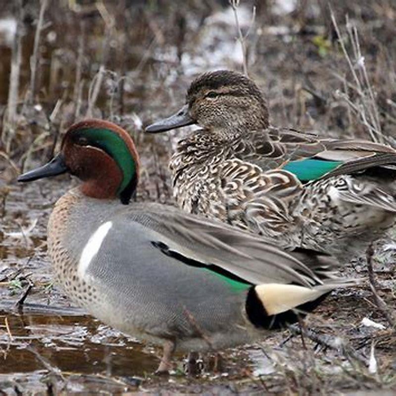 Are green wing teal rare?