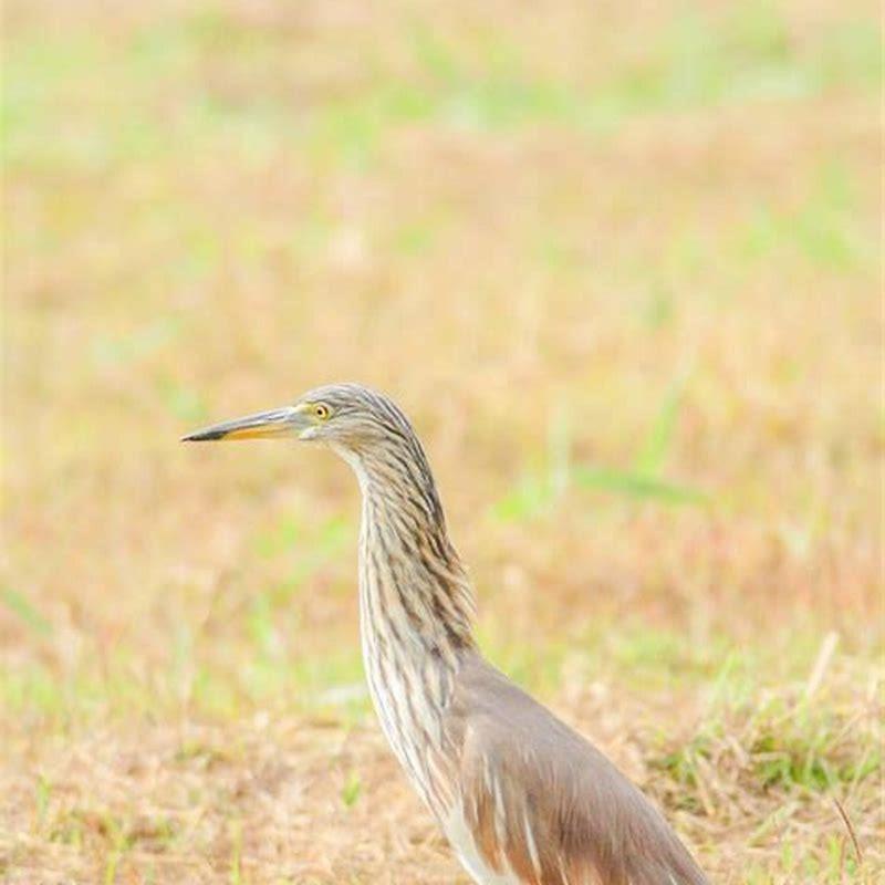 Are herons native to China?