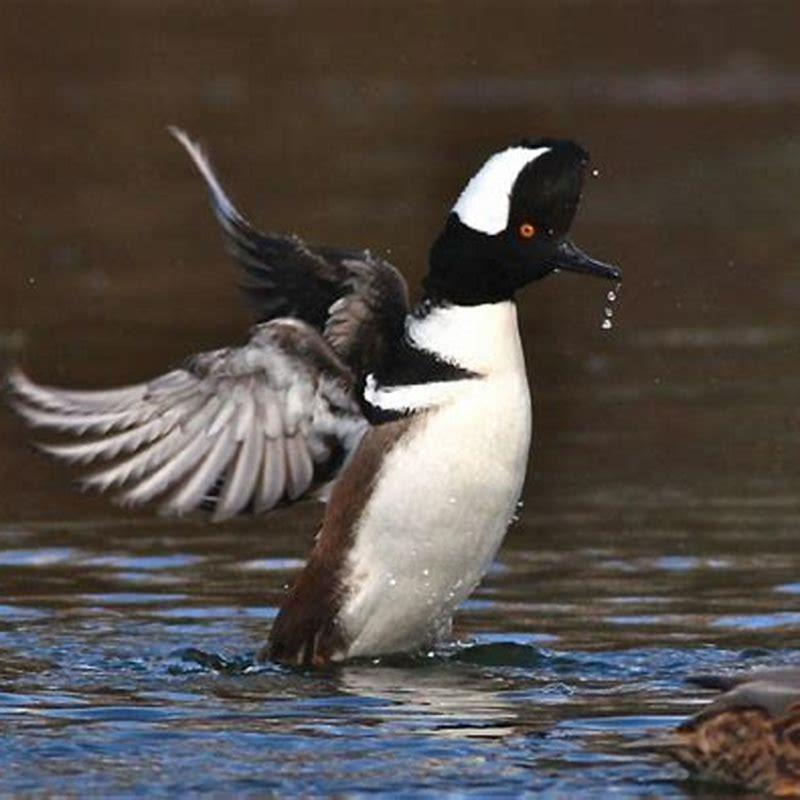 Are Hooded Mergansers diving ducks?