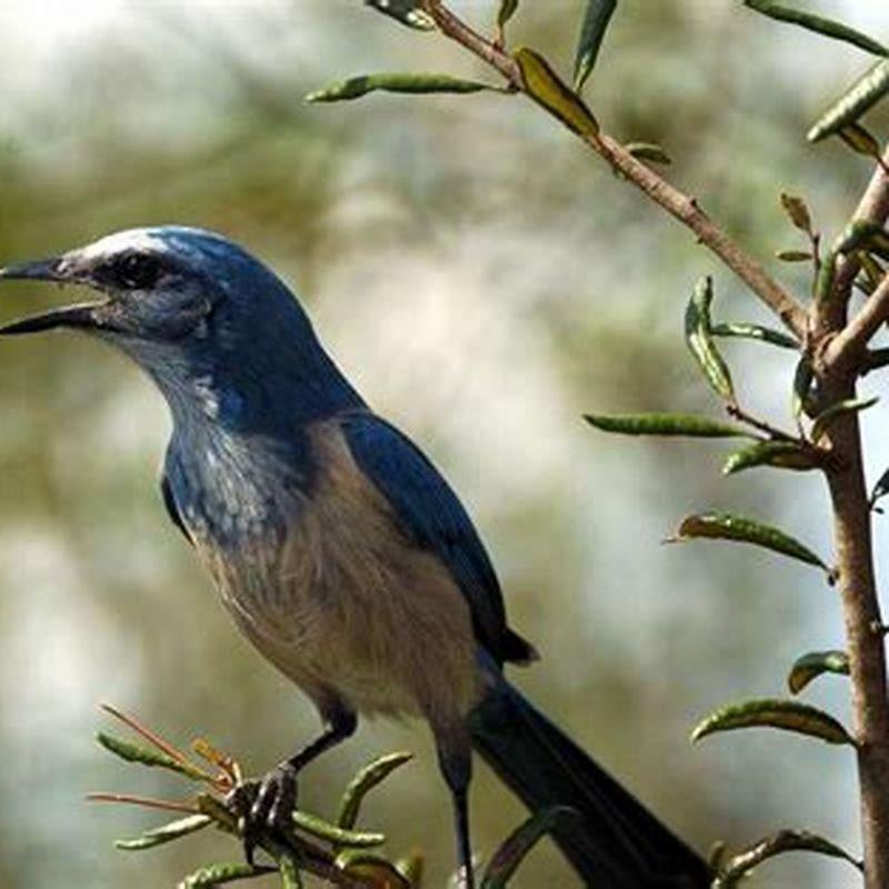Are Jays a pest?