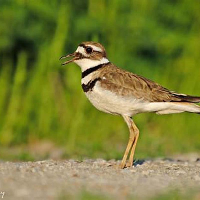 Are killdeer and plover the same?