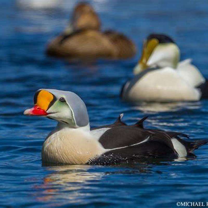 Are King Eiders rare?