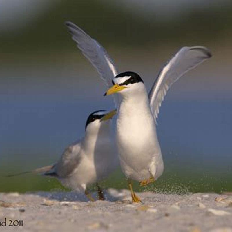 Are Least terns aggressive?