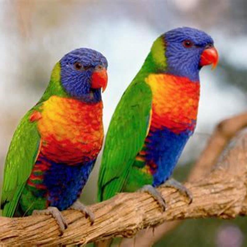 Are lorikeets endangered?