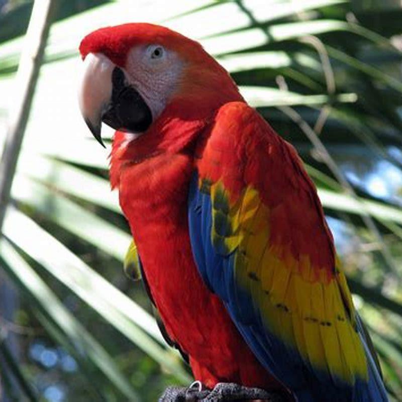 Are macaws good family pets?
