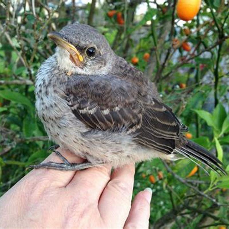 Are mockingbirds good pets?